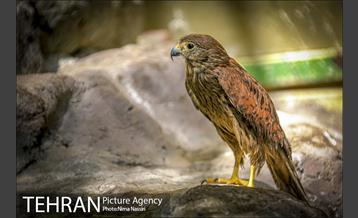 زندگی در قفس 10