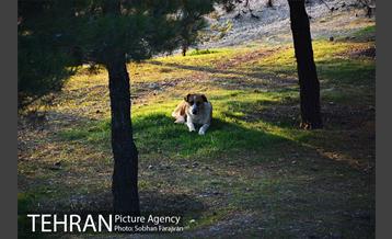 رهاسازی 150 قلاده سگ بدون صاحب  33