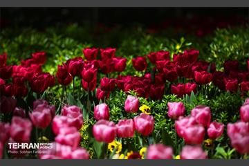 باغ ایرانی میزبان لاله‌ها 11