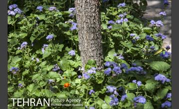 بوستان نهج البلاغه 38