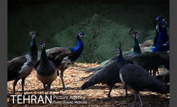 آئین بهره برداری از باغ راز هستی در منطقه 22 22