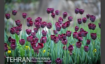 باغ ایرانی (بوستان مهندس مختاری) 11