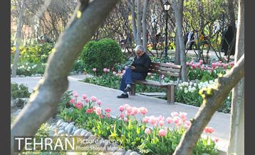 رویش گل های لاله در باغ ایرانی 45