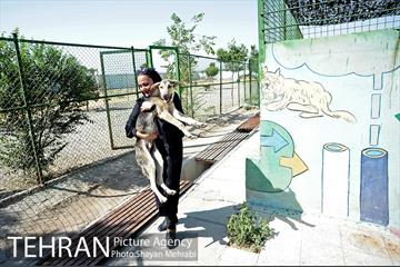 نقاهتگاه سگ های بدون صاحب واقع در آراد کوه 39