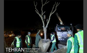 ​جا به جایی درختان گیشا به دلیل ساخت زیرگذر 28