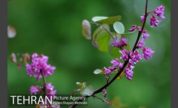 باران بهاری در تهران - 2 17
