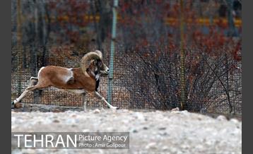 پاییز در میشه زار بوستان جنگلی چیتگر 11