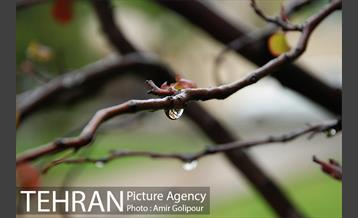 تهران بهاری 5