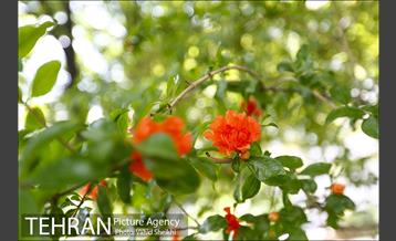 بوستان میعاد 6