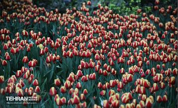 به وقت اردیبهشت؛ باغ ایرانی 22