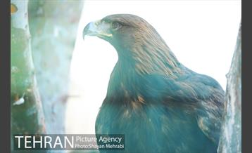 پارک پردیسان 15