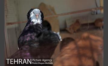 بوستان بعثت 21