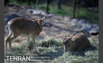 پارک پردیسان 5