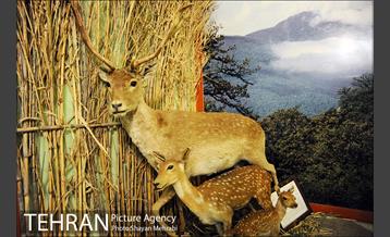 موزه حیات وحش هفت چنار 26