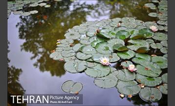 باغ نگارستان 7