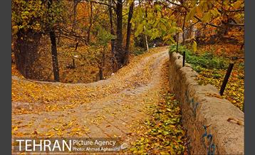 پاییز طلایی روستای افجه 12