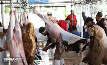 مرکز عرضه دام بهداشتی به مناسبت عید قربان 3