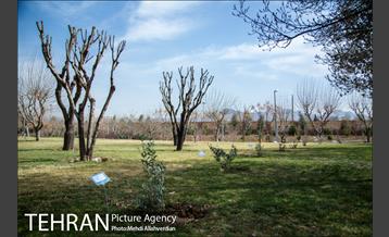 ۱۰۰ نهال به نام ۱۰۰ زن نامدار قرن 8