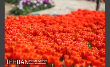 باغ گل لاله های ایرانی در بوستان آبشار تهران‎ 22