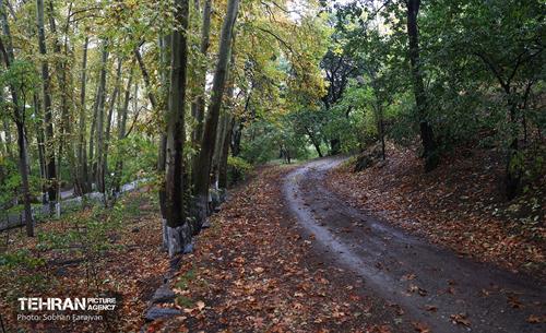 طبیعت پاییزی مجموعه فرهنگی تاریخی سعدآباد  30