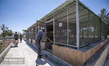 مهربانی با سگ های بدون صاحب 25