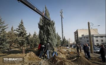 جابجایی اصولی 106 اصله درخت در منطقه 5 شهرداری 22