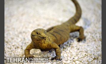 موزه حیات وحش پردیسان 31