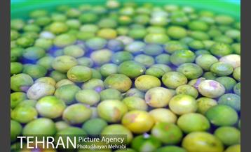 بازار میوه تربار مرکزی 18