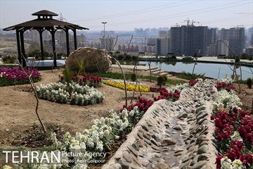 باغ گل لاله های ایرانی در بوستان آبشار تهران‎ 31