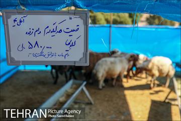 مرکز عرضه دام بهداشتی به مناسبت عید قربان در منطقه 22 تهران 33