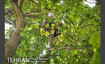 فصل برداشت توت از باغات سولقان 2