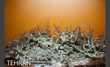 موزه علوم زمین 28