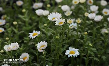 بازار گل محلاتی  19