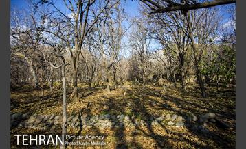 کوچه باغ های محله کن 52