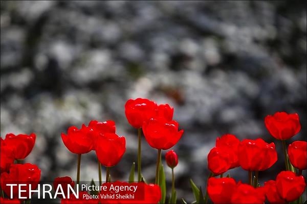 رویش گل های لاله در باغ ایرانی 13