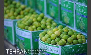 بازار میوه تربار مرکزی 1