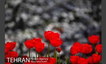 رویش گل های لاله در باغ ایرانی 13