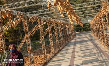 گذرگاه های پاییزی پایتخت - پارک ملت  5