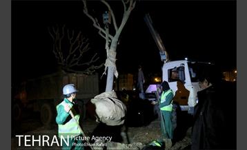 ​جا به جایی درختان گیشا به دلیل ساخت زیرگذر 31