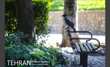 بوستان قیطریه 19