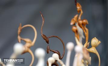 بازارچه محلی دست آفرین در بوستان نهج البلاغه 29