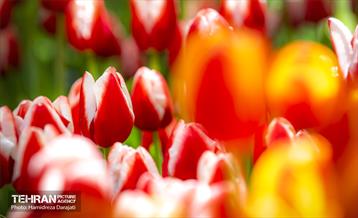 لاله های باغ ایرانی 28