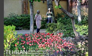 رویش گل های لاله در باغ ایرانی 29