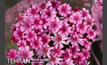 بازار گل و گیاه غرب تهران در آستانه نوروز 9