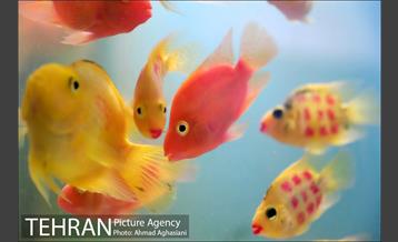 آکواریوم پارک شهر 6