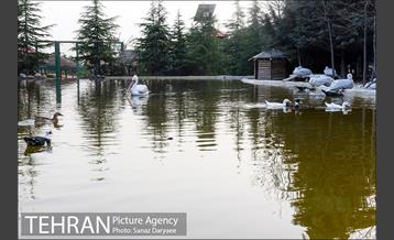 باغ پرندگان 24