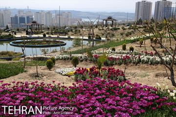 باغ گل لاله های ایرانی در بوستان آبشار تهران‎ 29