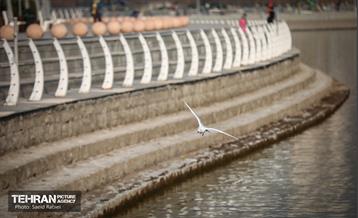 پرندگان مهاجر دریاچه چیتگر 20