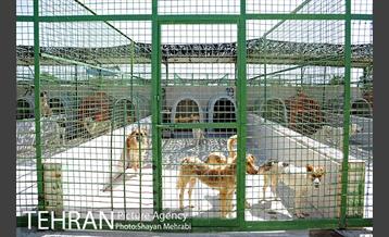 نقاهتگاه سگ های بدون صاحب واقع در آراد کوه 16