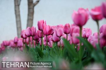 پیاده راه لاله مادران 43